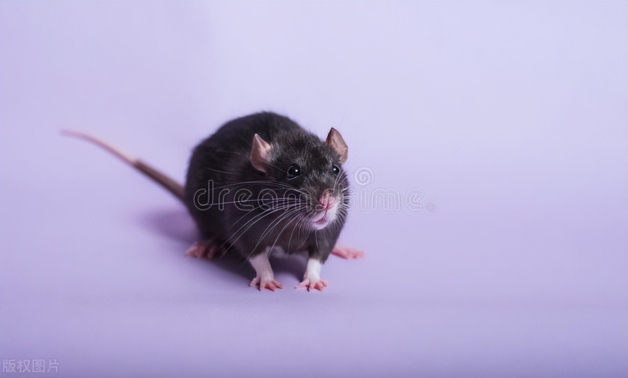 老鼠在家里一般躲哪里,老鼠一般躲在家里什么地方