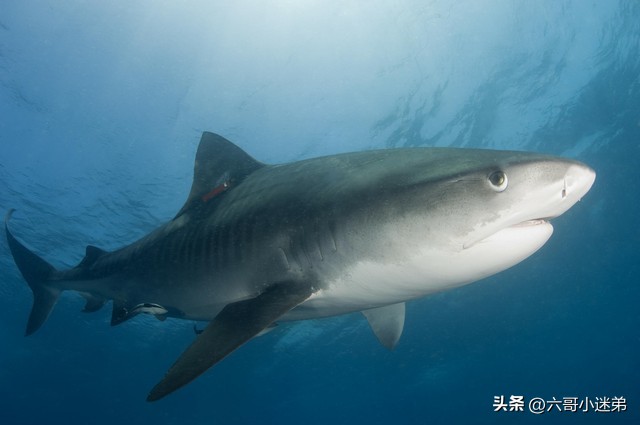 不是人工养殖的鲨鱼可以吃吗,为什么鲨鱼人工养殖的也不能吃