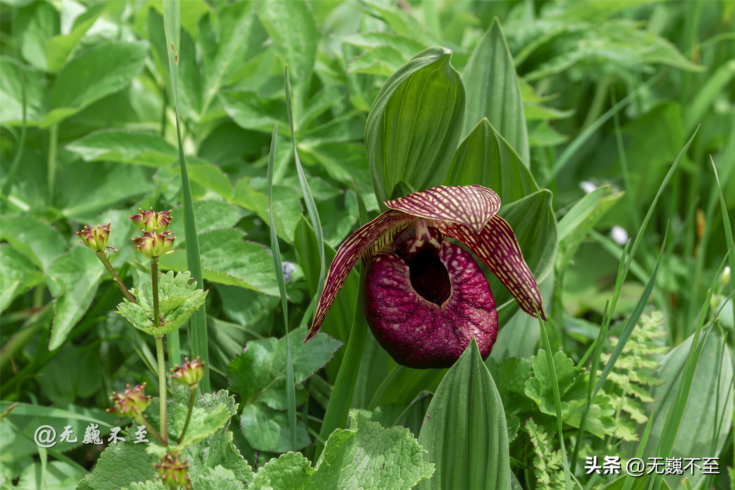 九顶归来不看花，但是这些花名你知道吗？科普一下不就认识啦