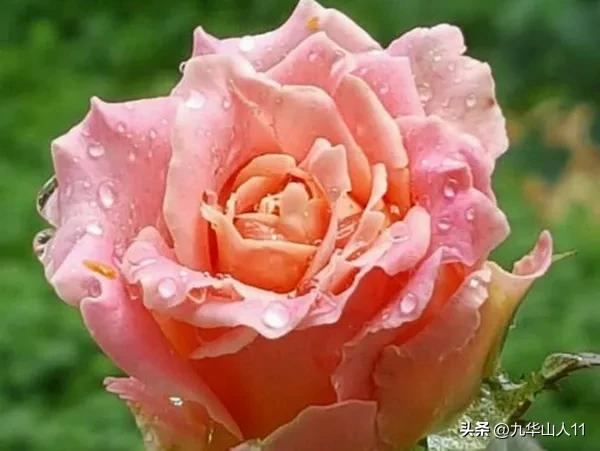 微型月季嫁接最佳品种,丰花微型月季品种有哪些