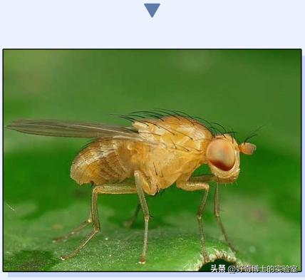 密密麻麻又小又黄的颗粒是虫卵吗,家里褐色小颗粒是什么虫卵