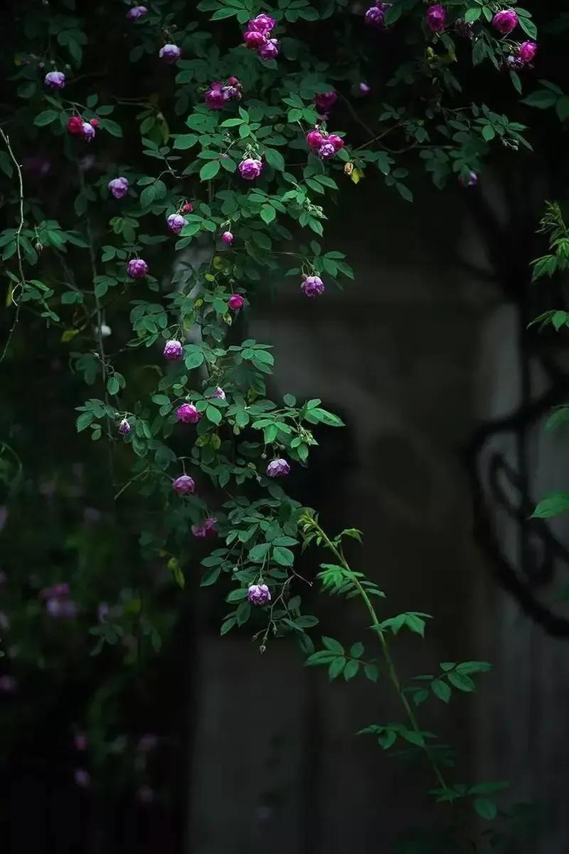 静谧时光历经沧桑,走过半生光阴