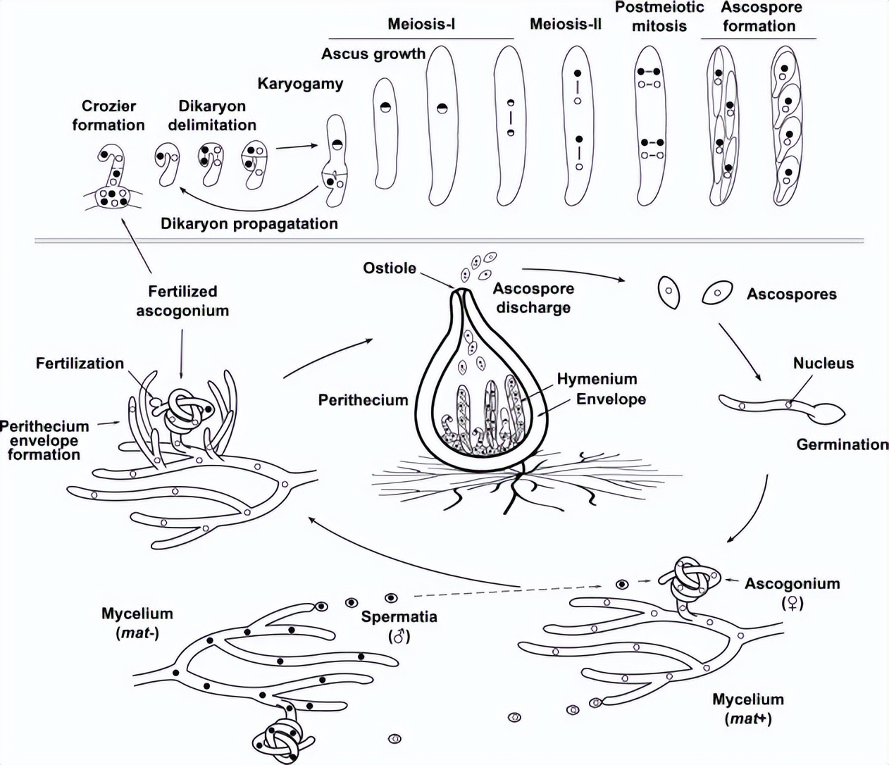 子囊菌门真菌：生物表面活性剂的有益生产者