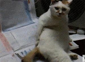 表面上可爱其实背地里也沙雕,表面萌萌哒