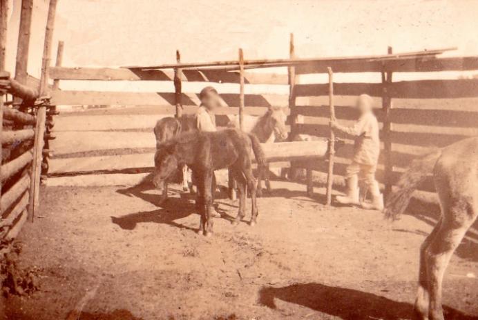 欧洲人为什么吃马肉,欧洲没粮食吃的欧洲人吃什么