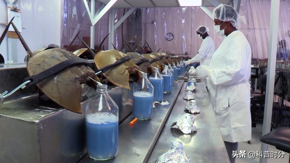 4亿多年蓝色血液引人类陷入绝境,4亿岁生物被疯狂抽血