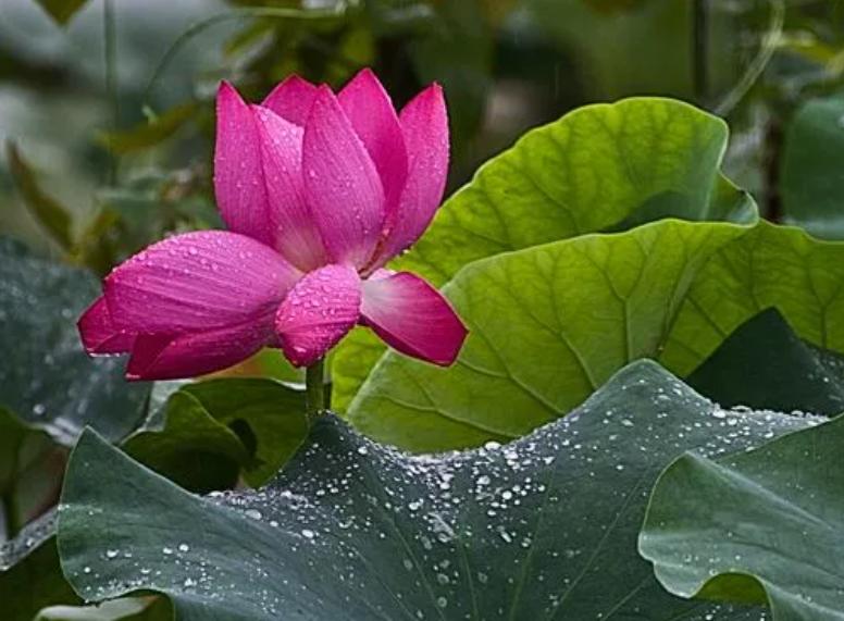 不喜欢发朋友圈的女生什么心理,不爱发朋友圈的女人是怎样的心理