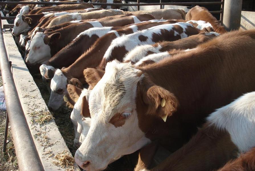 冷冻肉牛17块钱一斤,全国活羊活牛价格最新行情