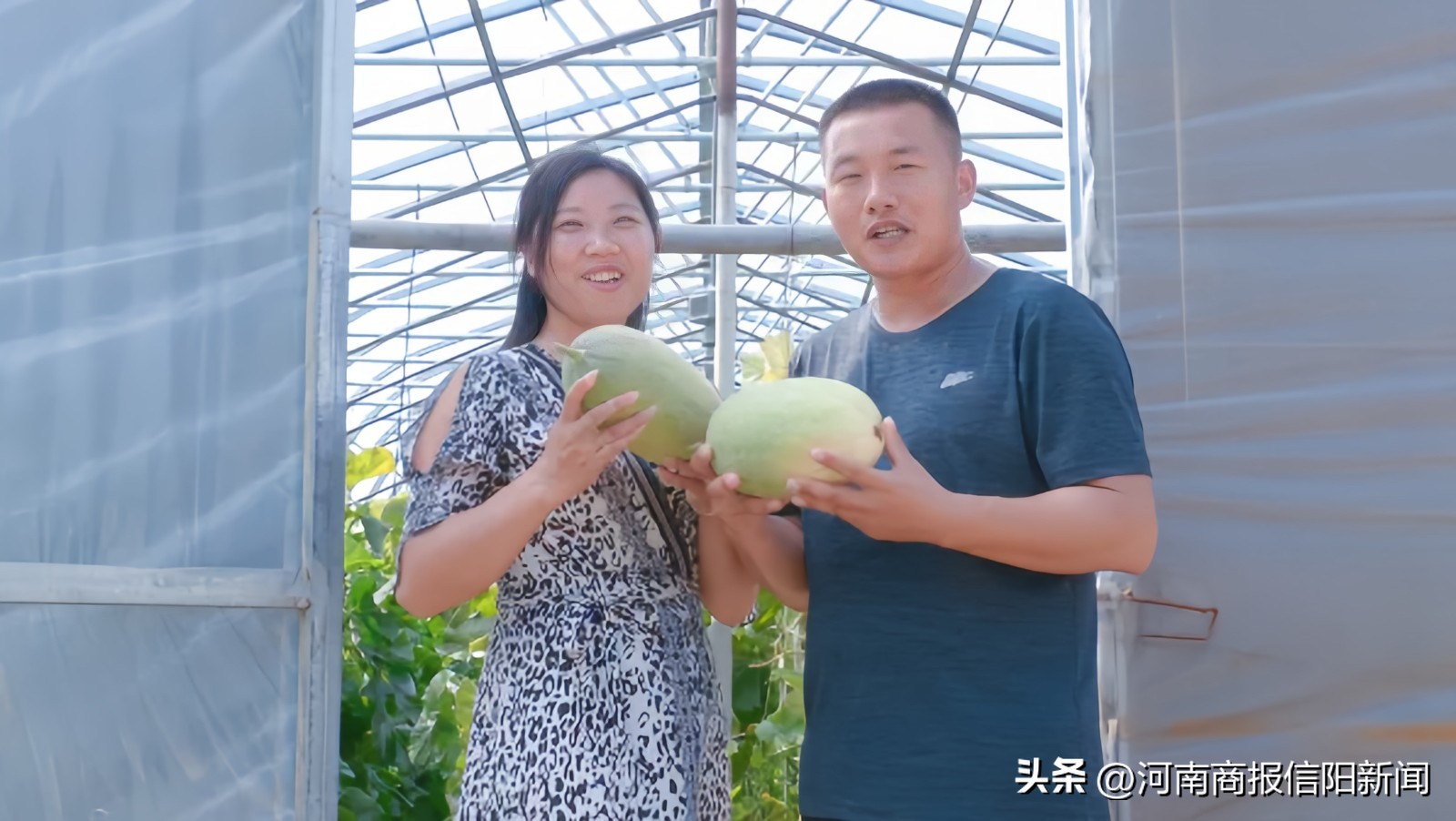 信阳生态采摘休闲农业观光,沉浸式采摘哈密瓜