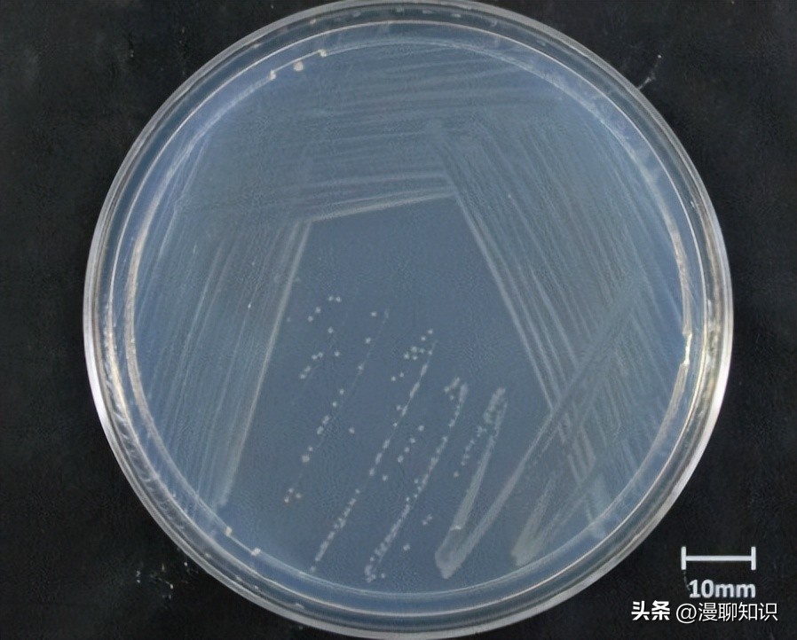 高效脱氮菌种,高效脱氮菌