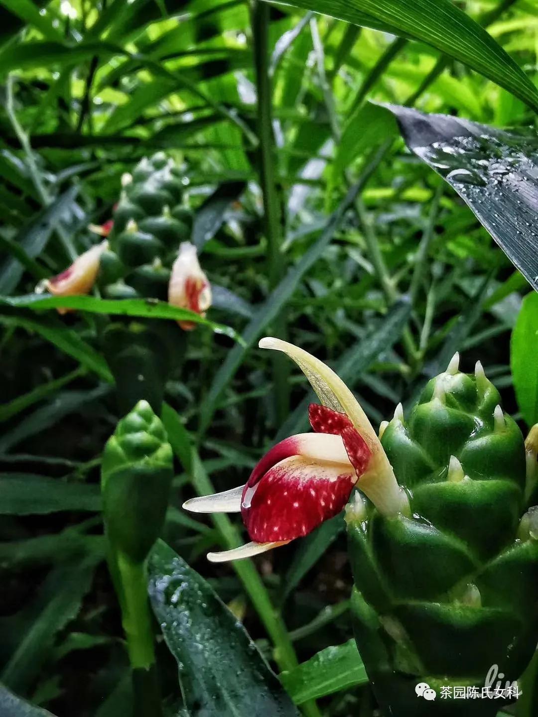 中医所有的妇科疾病都能看吗,看妇科最厉害的中医有哪些