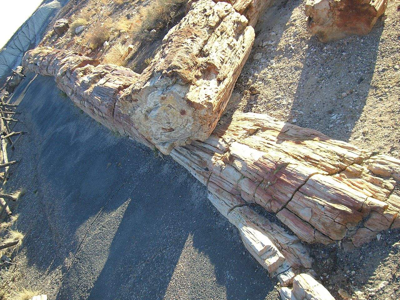 一亿年前的硅化木图片,硅化木是不是树化石