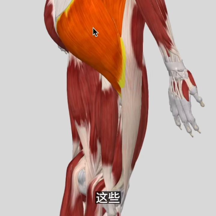 骨盆形变,张力解除优先,臀部训练靠后加入群聊,获取课程...