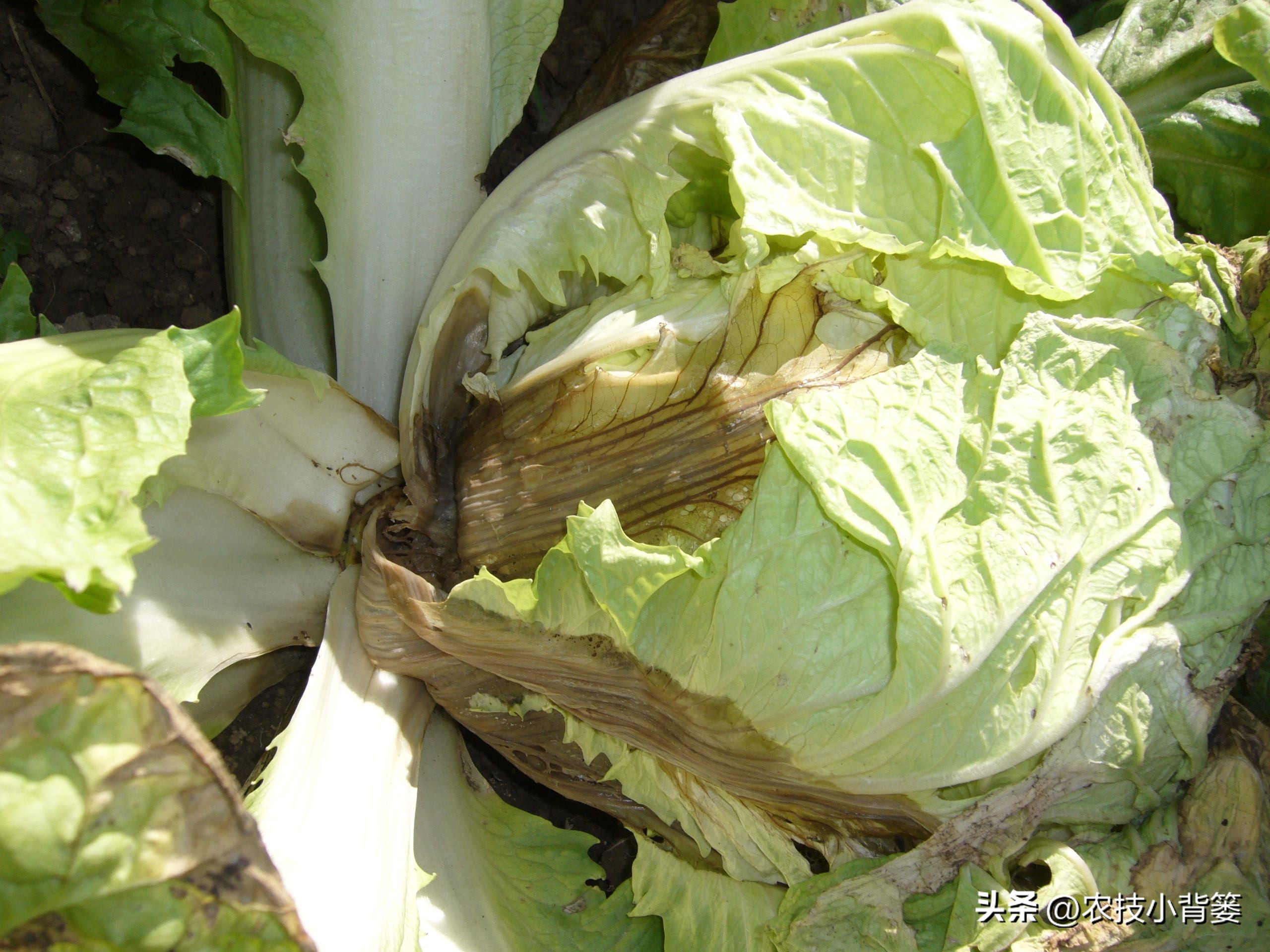大白菜软腐病怎么防效果好,怎么预防大白菜软腐烂根病
