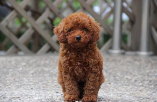 这些饲养泰迪小知识你清楚了吗,新手养泰迪需要注意什么