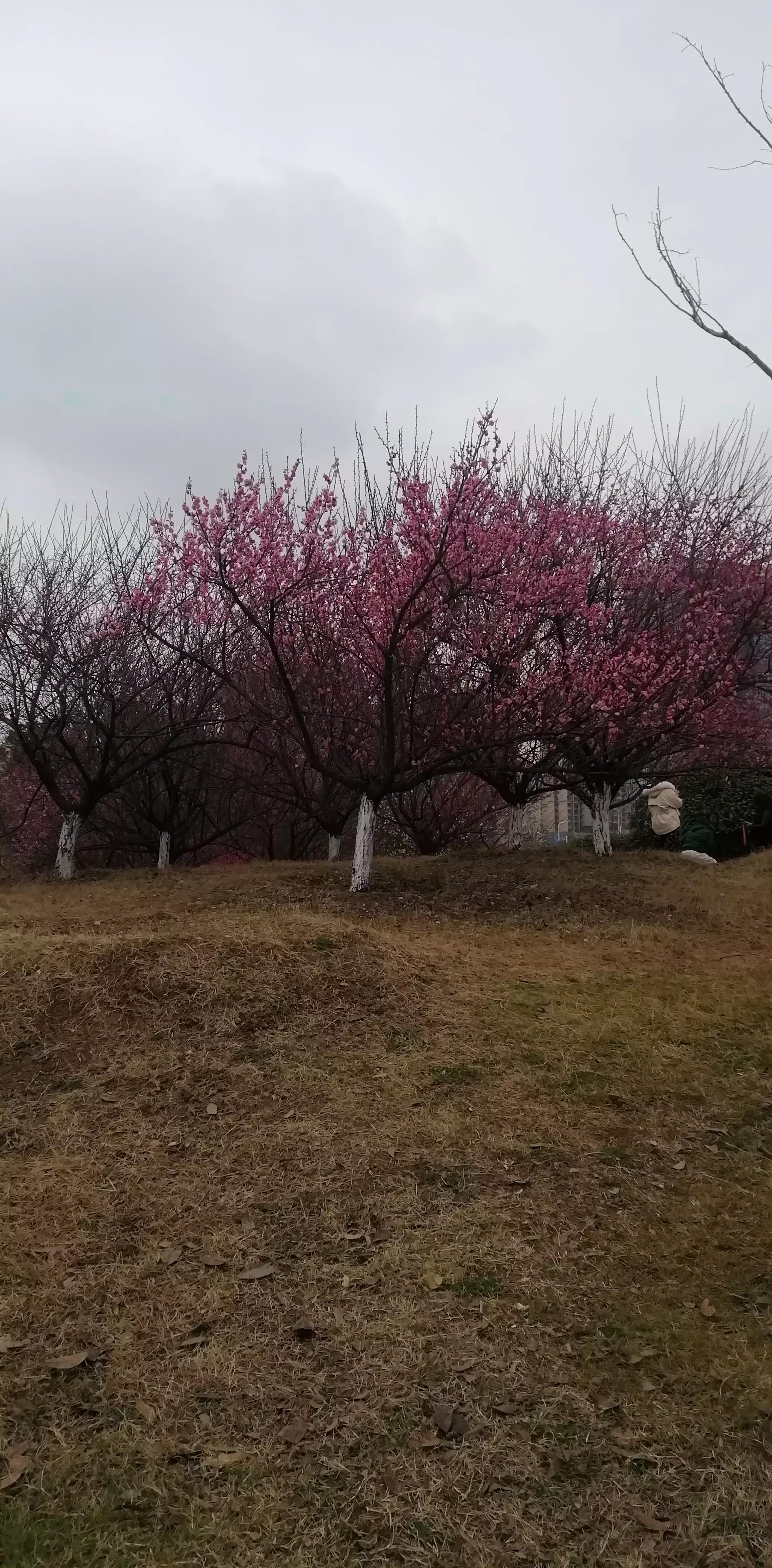 请投友们评论拍摄的怎么样？