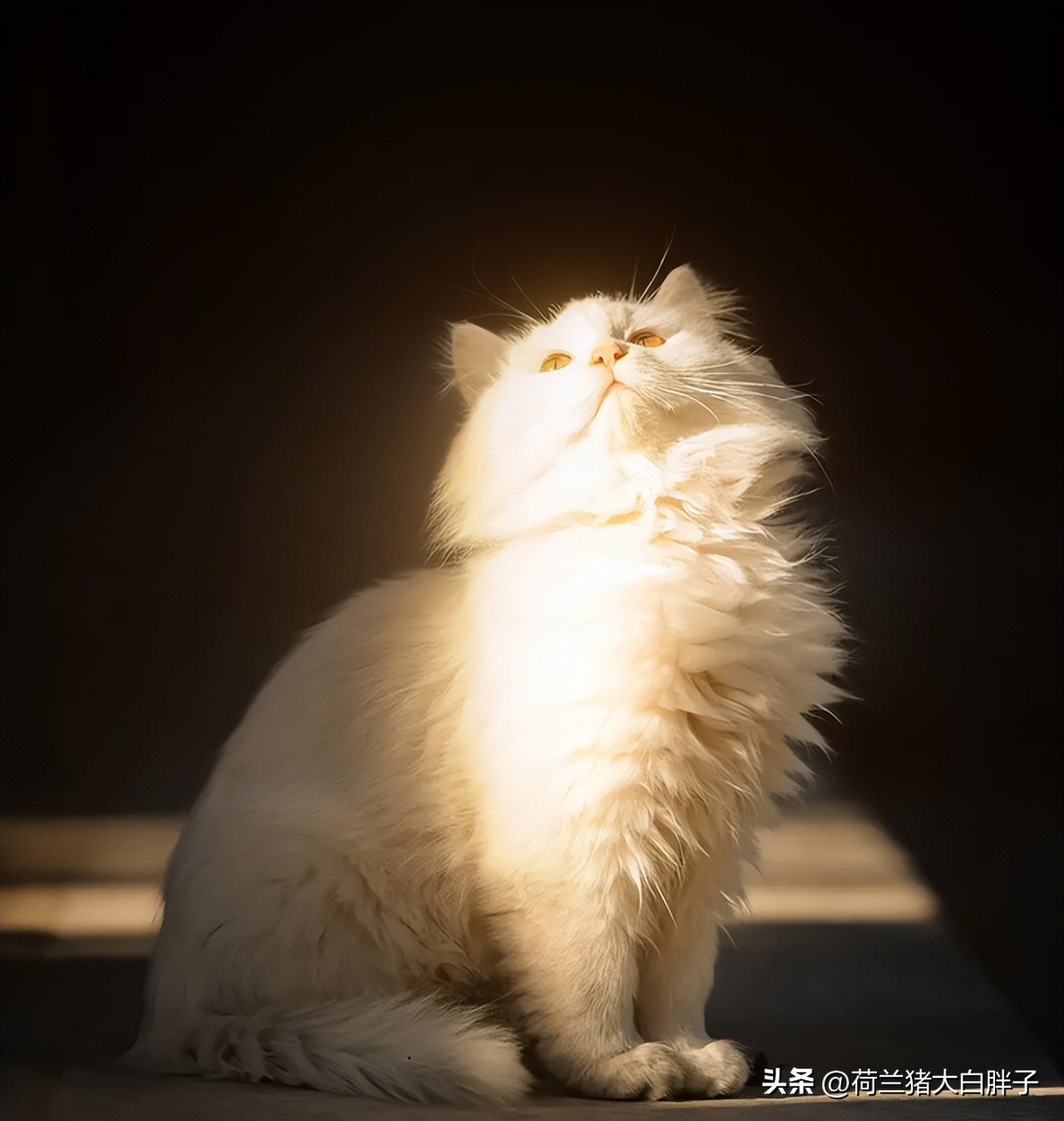 猫咪来月经冷知识,关于猫咪的36个冷知识