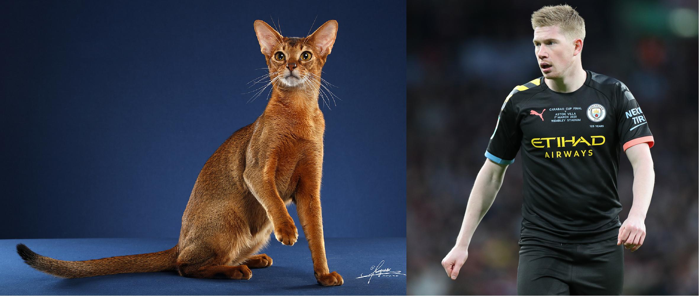 如果动物圈也有世界杯，猫咪组成的这套主力阵容能否争夺大力神杯