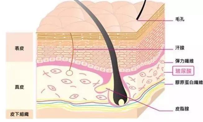 四效合一瘦身方案,四效合一全新升级
