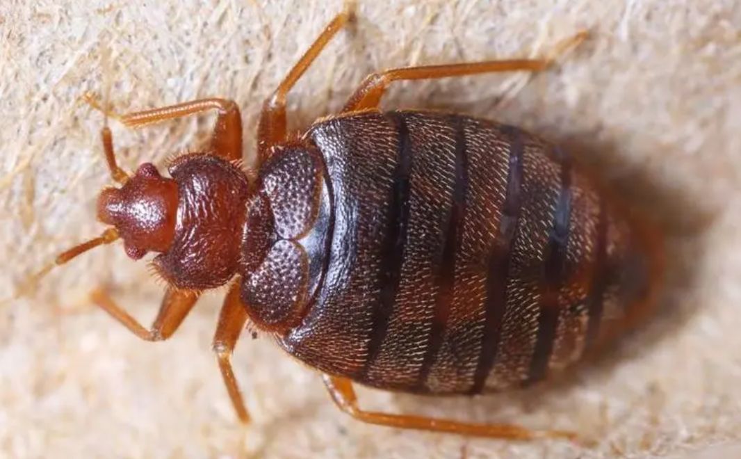 飞进屋里的臭虫怎么消灭最彻底,臭虫总是从窗户进入怎么办