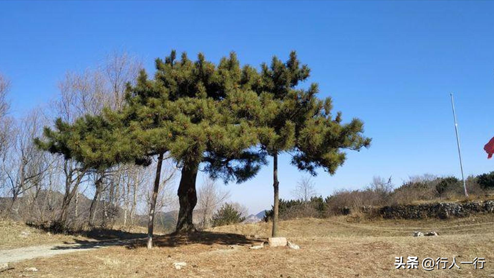 林州海拔最高的村子,林州海拔1200米的山村