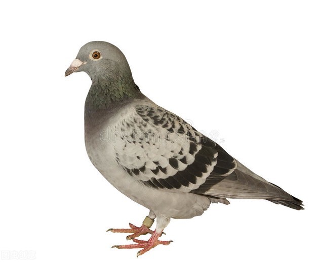 十年再上千公里诺尔派伦019的“造化”排名