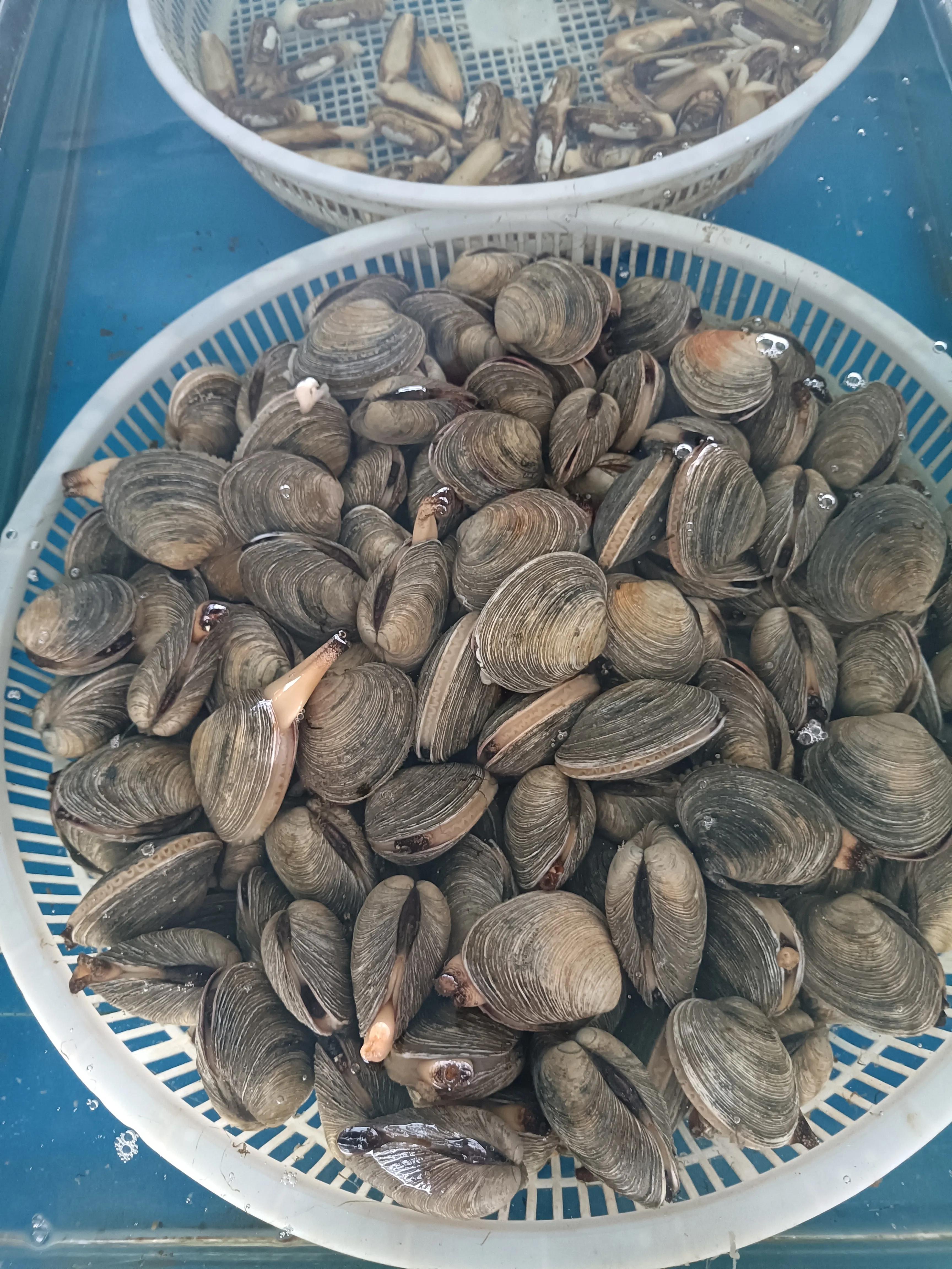 知行合一，简单的美好，仙浴湾、西中岛、金普新区行记