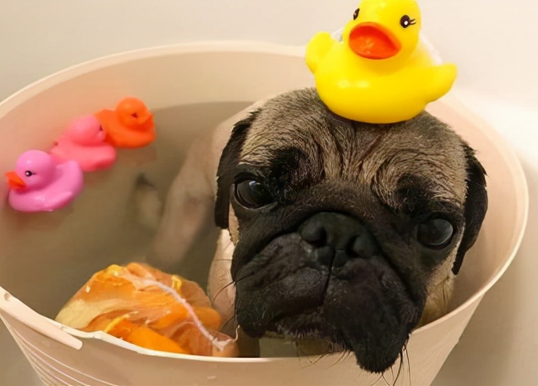 巴哥犬好养吗有什么优缺点,养巴哥犬还是养猫贵