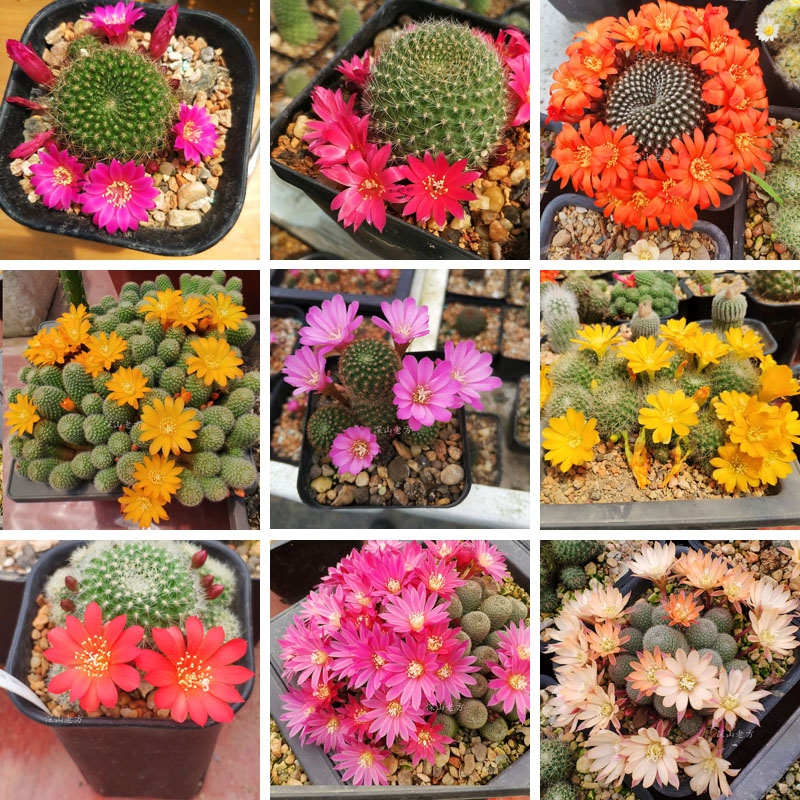 100种花能养在阳台上，50种开花的，40种绿植，10种蔬果