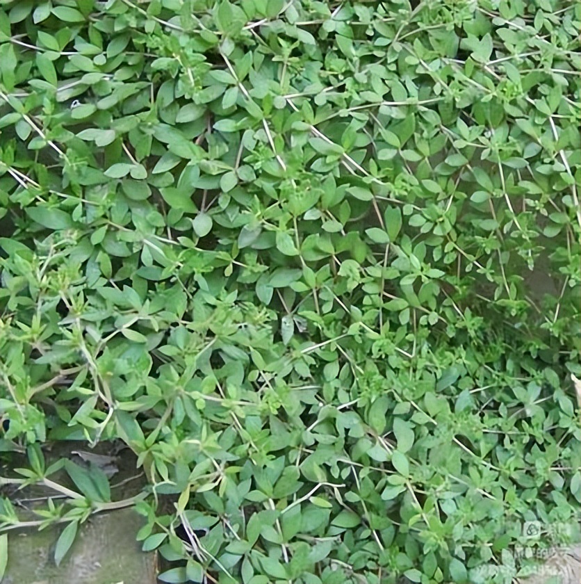 乡土植物种植资源,非根茎类植物有哪些