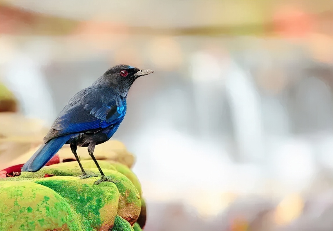 羽色最绚丽的鸟图片,鸟类雨后飞翔照片