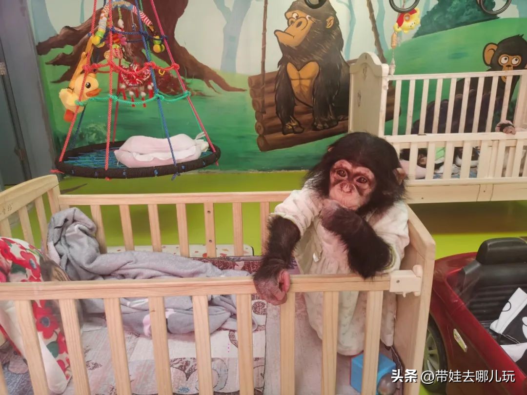 一天玩遍北京野生动物园,包场去鸟巢