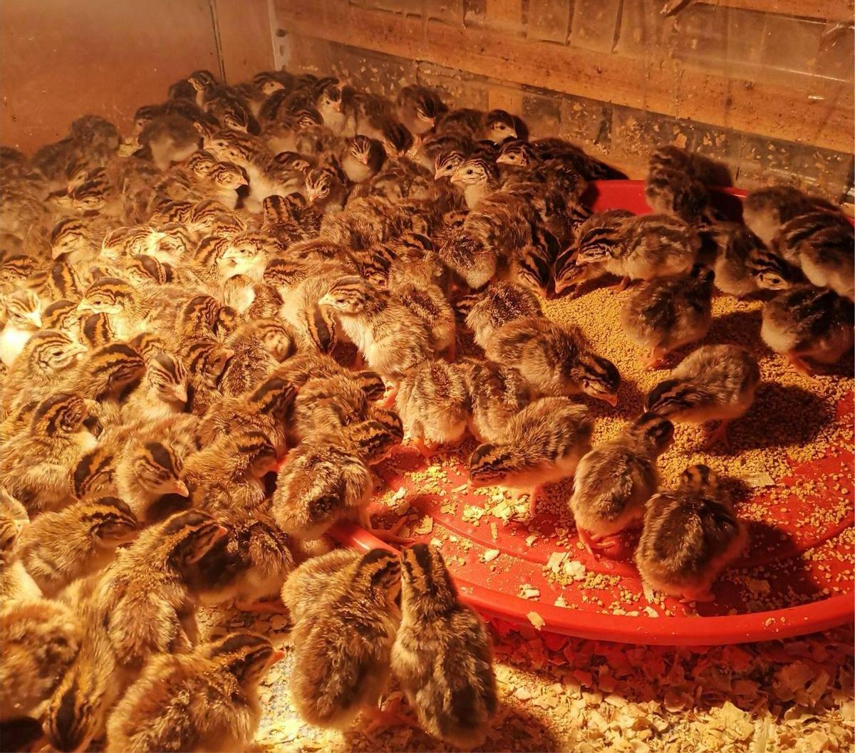 珍珠鸡育雏需要什么条件,育雏珍珠鸡怎么分公母