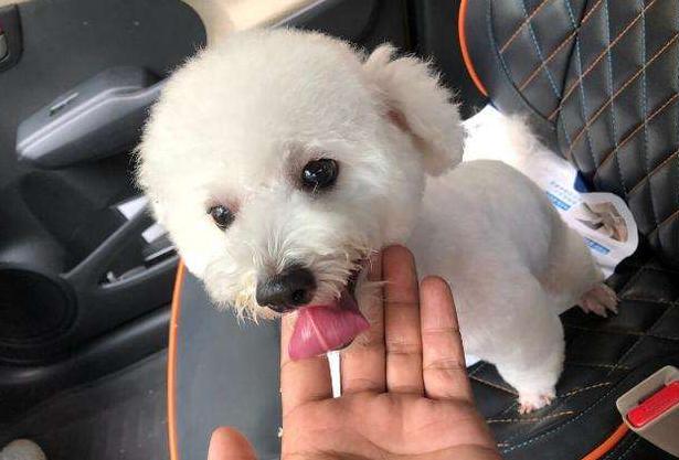 比熊犬一生中的5个阶段你知道吗,比熊犬的十大优点和缺点