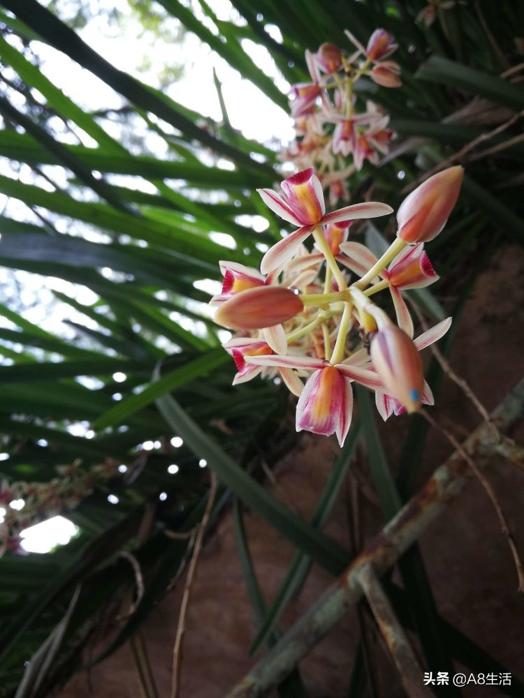 带你认识中华兰花纹瓣兰,顶级纹瓣兰图片