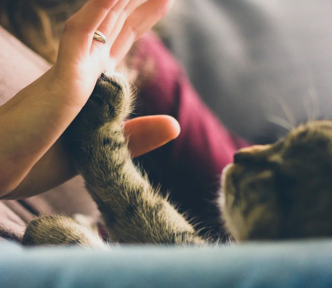 留学养宠物注意事项,留学生想养宠物合适吗