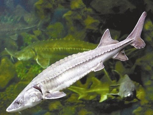 为什么鳄雀鳝能存活1亿年,捕捉一只鳄雀鳝有多难