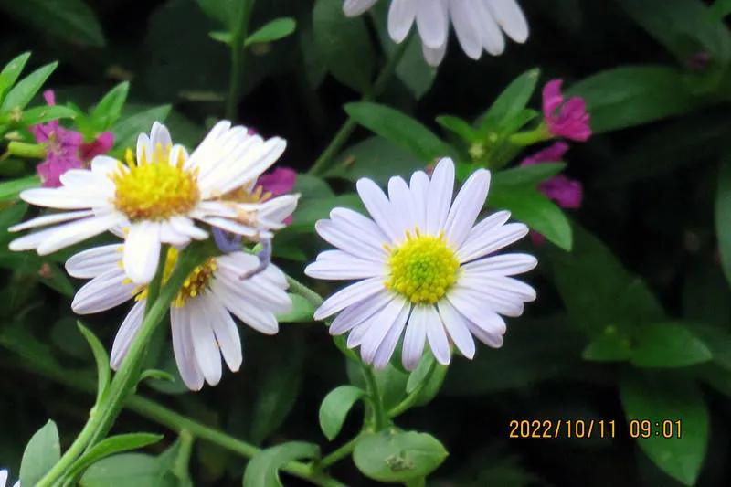 花溪小公园,美丽的花溪公园