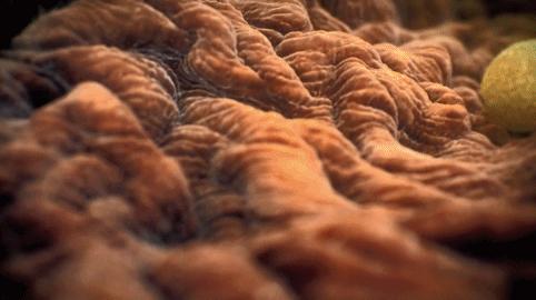 死去的生物突然开始攻击我,人类死亡后细胞拼命自救