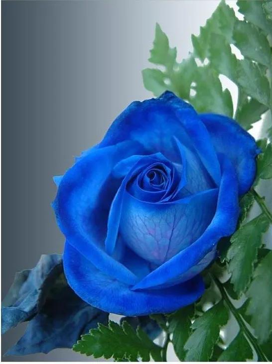 蓝色妖姬花束壁纸,花朵壁纸蓝色