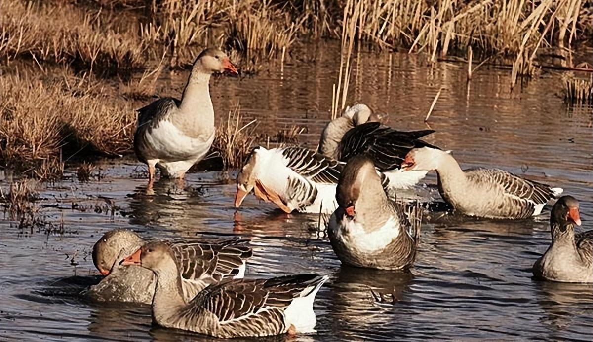 小伙养鹅养鸡上千只大鹅全卖了,养鹅被大雁带走2000只