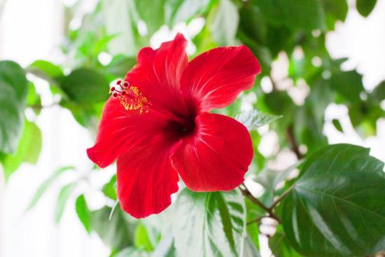 马来西亚人文化风俗,马来西亚特色文化图片