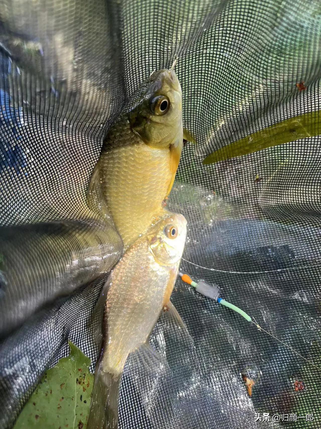 八个特级竞钓大师的技术特点,特级竞钓大师有什么用