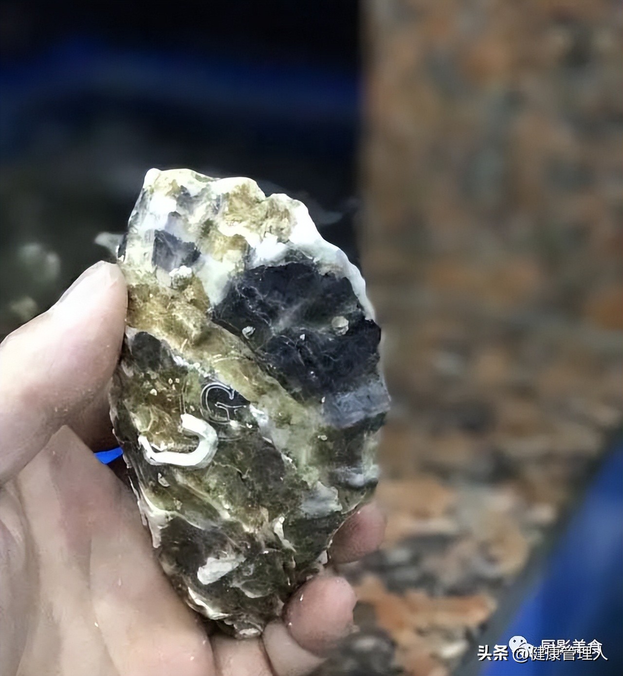 海鲜贝类品种大全及名字,22种海鲜贝类做法大全