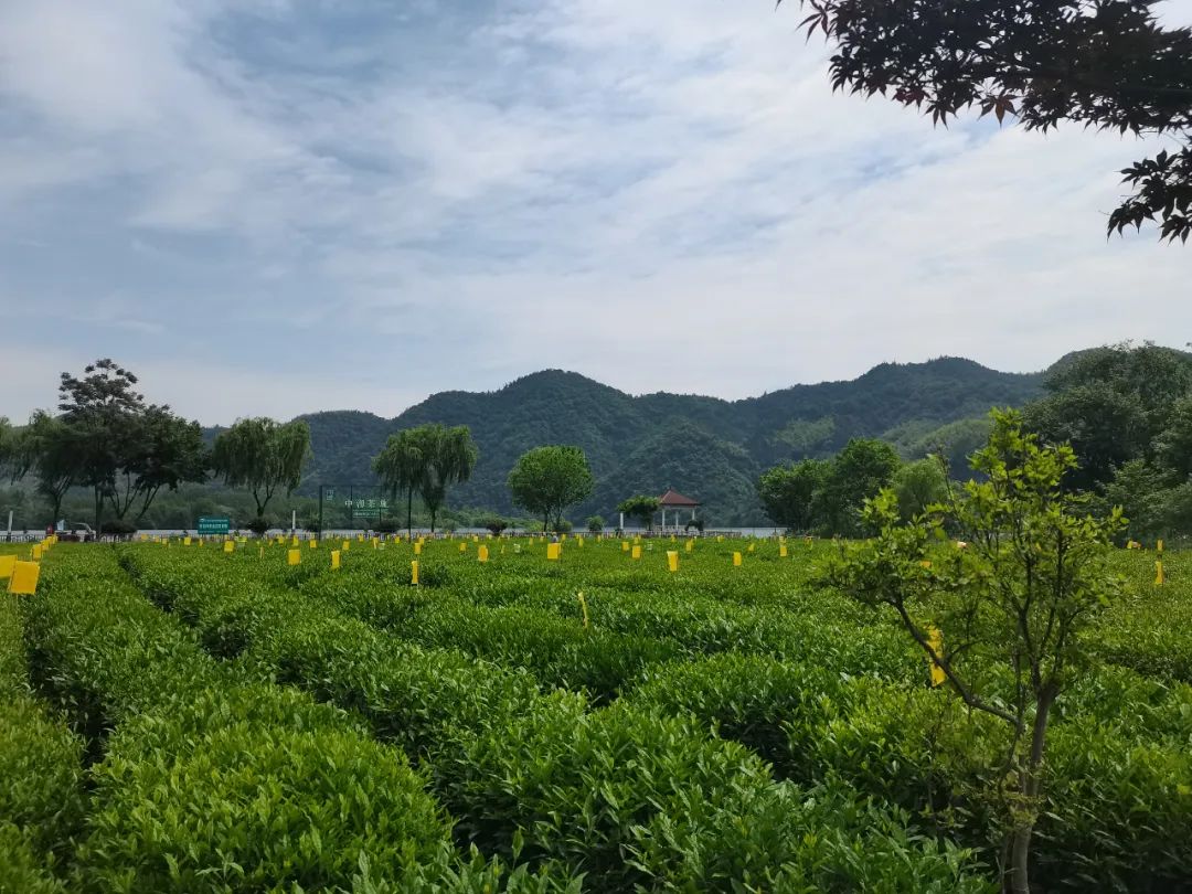 茶叶质量国际行业标准,茶叶国家质量标准最新