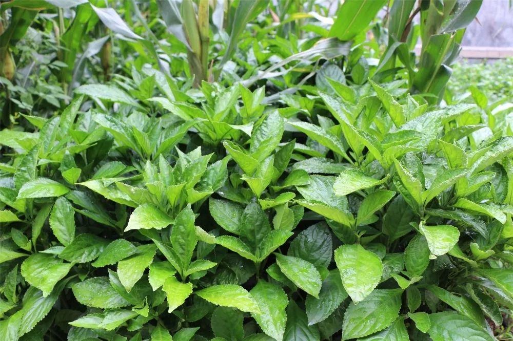 泥沟青花布的工艺,枣庄泥沟青花布