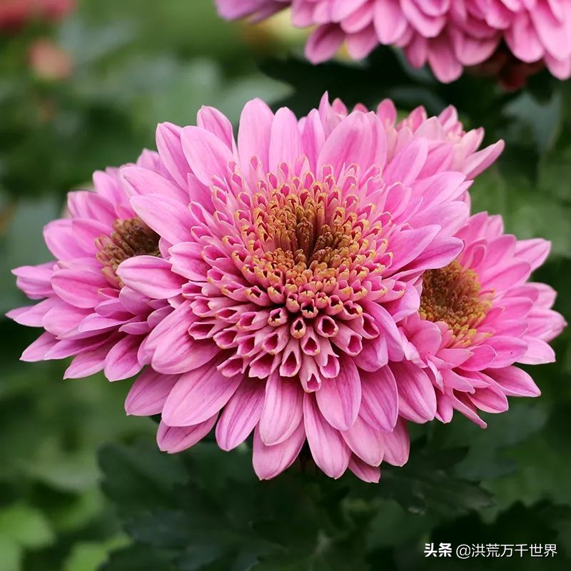 中国十大稀有珍贵菊花品种图片,一年四季开花的菊花有哪些品种