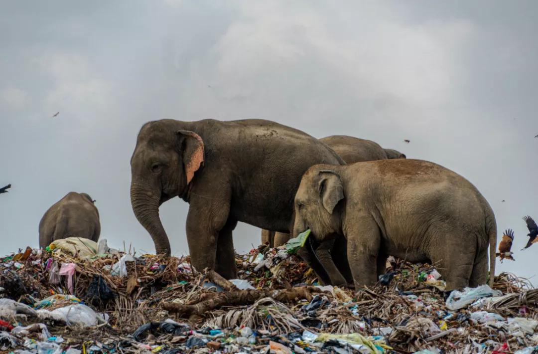 100多头大象死亡,200头大象死亡