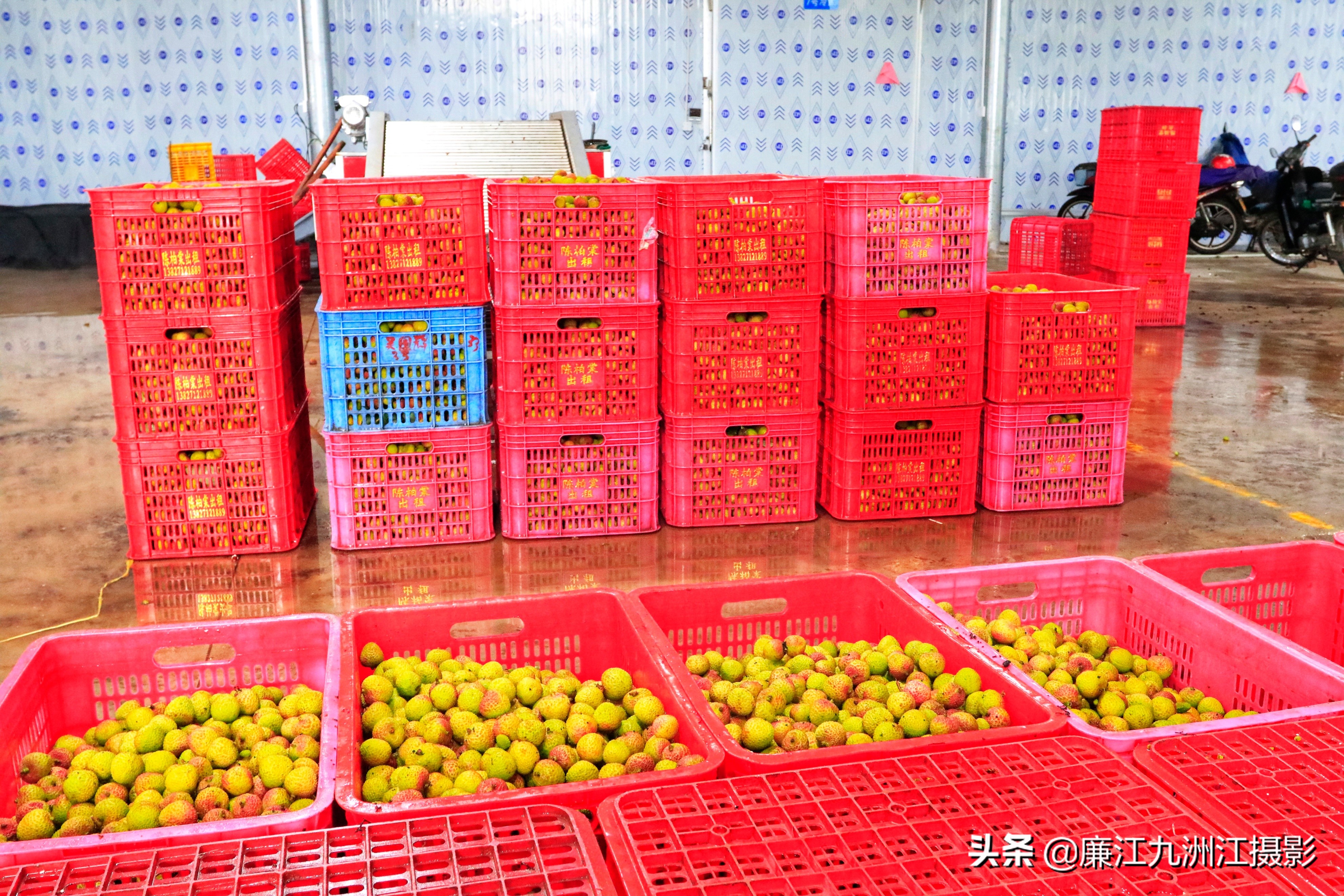 廉江吉水绿之源合作社,廉江市绿之渌分拣中心