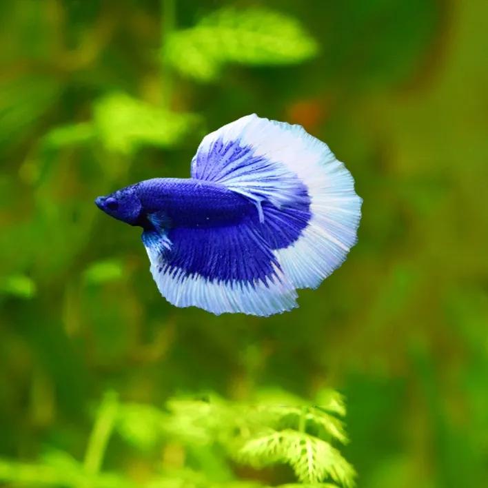 无纹蓝斗鱼怎么养,奇怪姿势的斗鱼